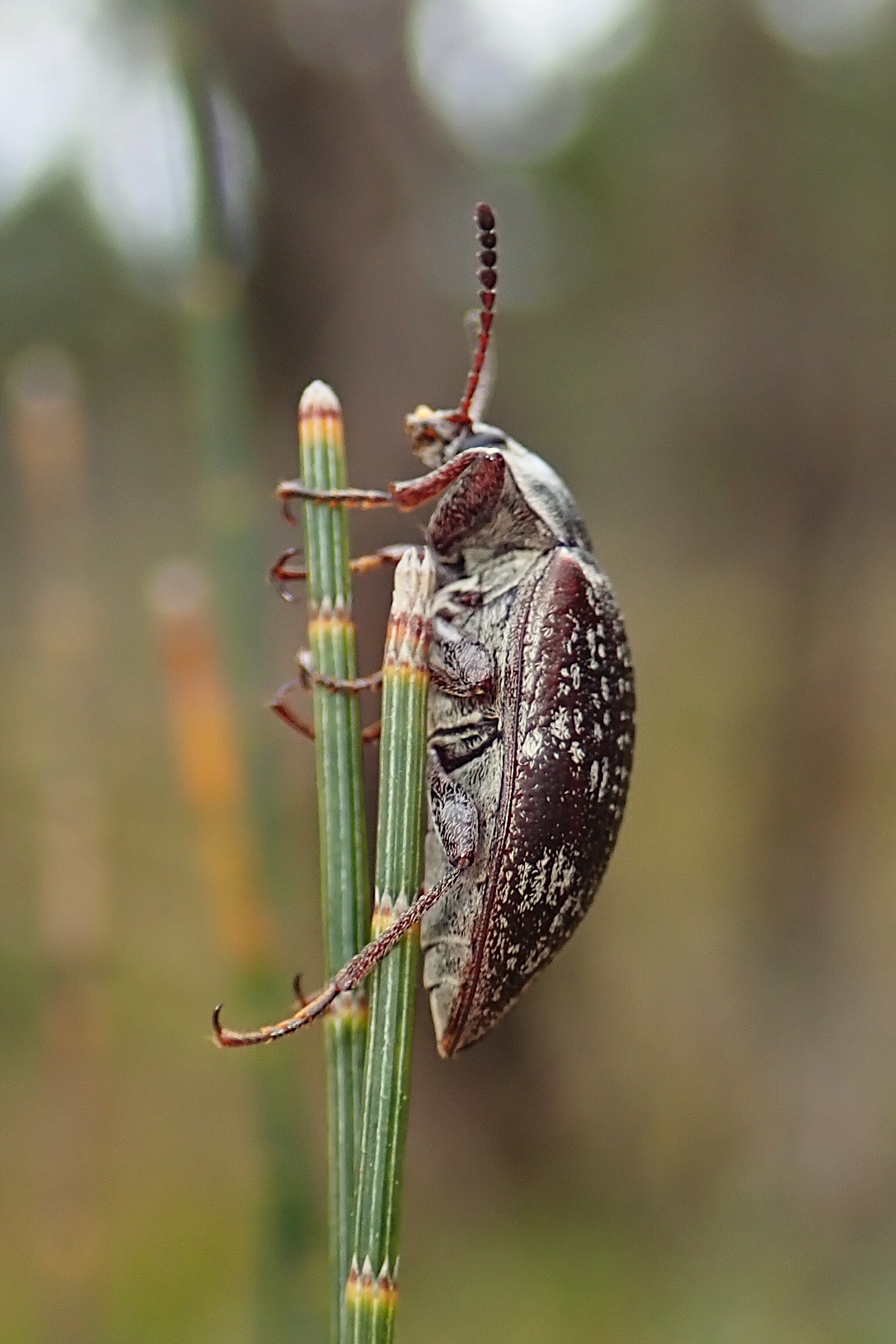 Darkling beetle