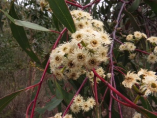 Blossom on Eucalyptus sieberi