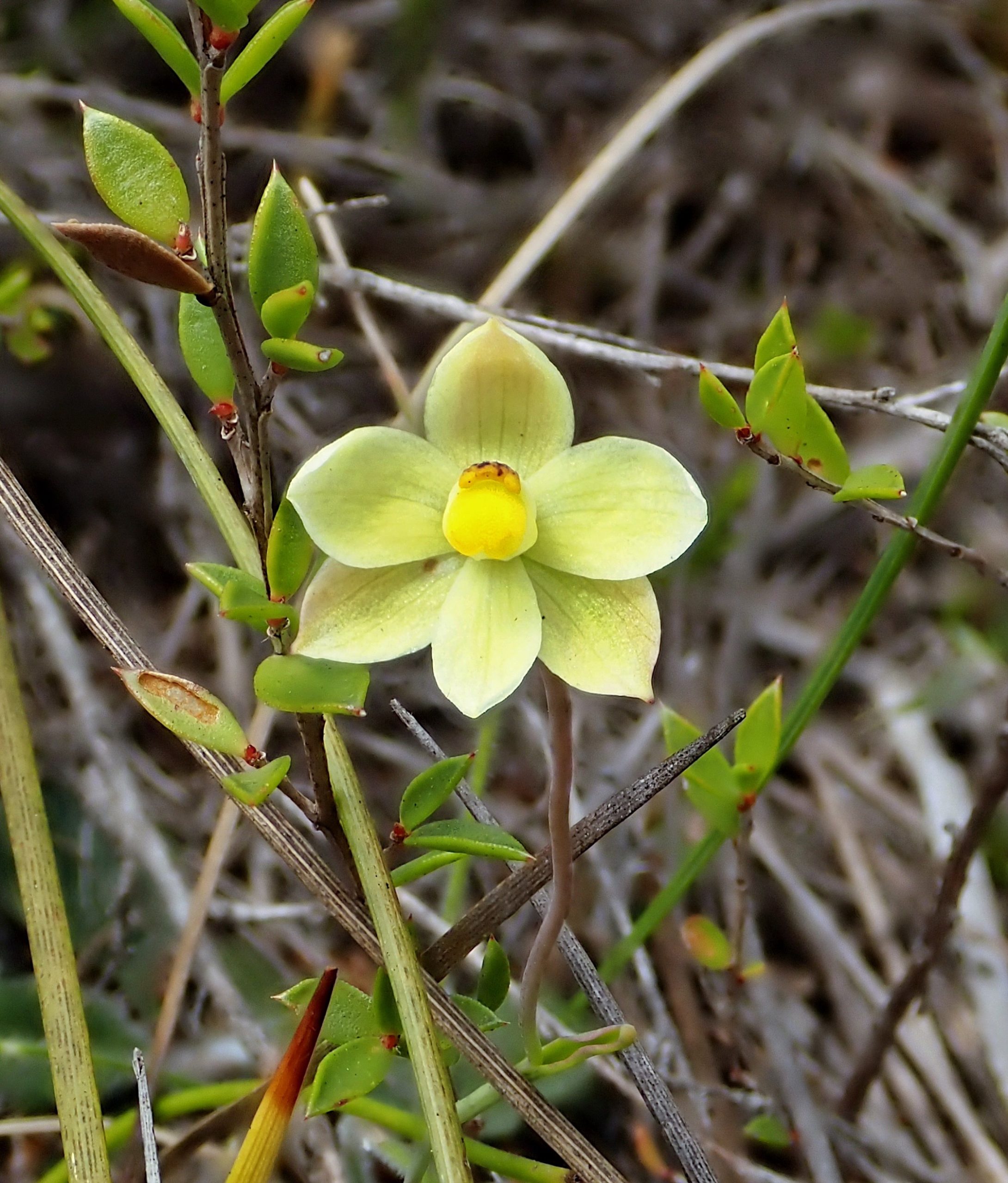 Thelymitra flexuosa; Twisted Sun Orchid