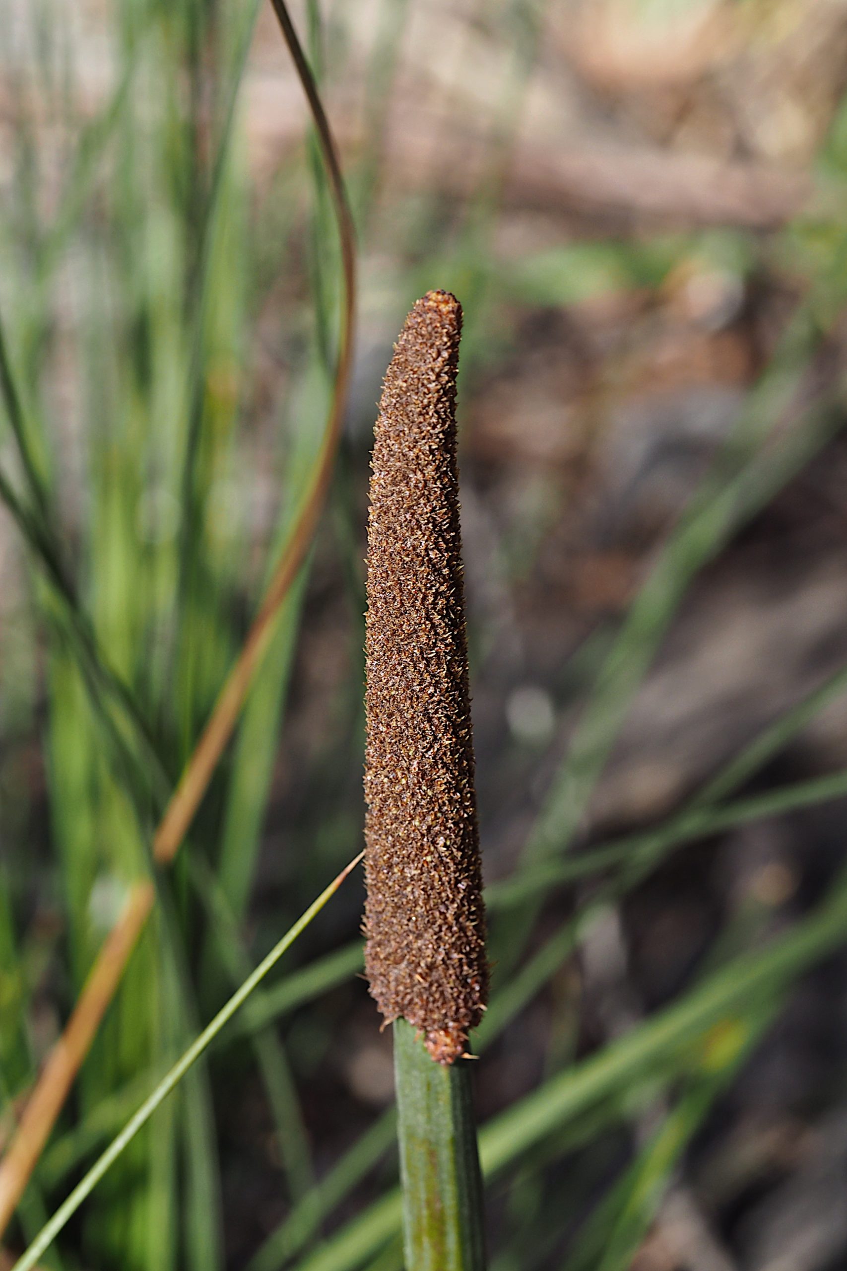 Xanthorrhoea bracteata