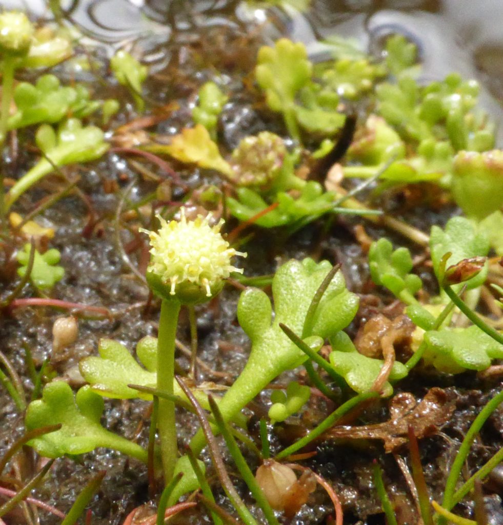 Leptinella longipes -coastal buttons (LB)