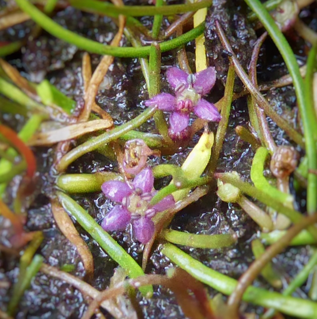 Lilaeopsis polyantha - jointed swampstalks (LB)