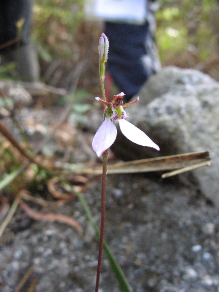Parson's band orchid (Eriochilus cucullatus)