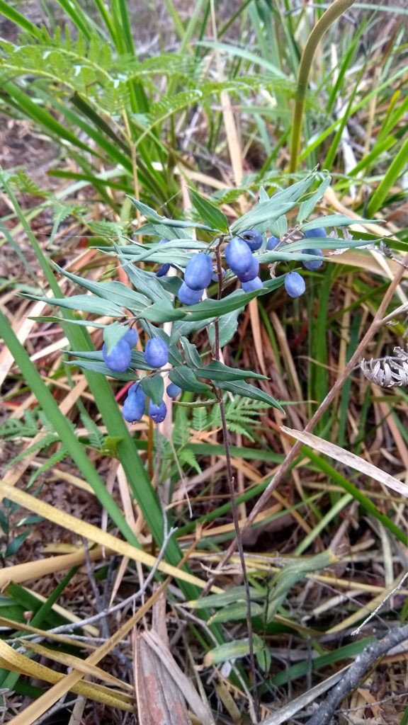 Native Solomon's Seal (Drymophila cyanocarpa)