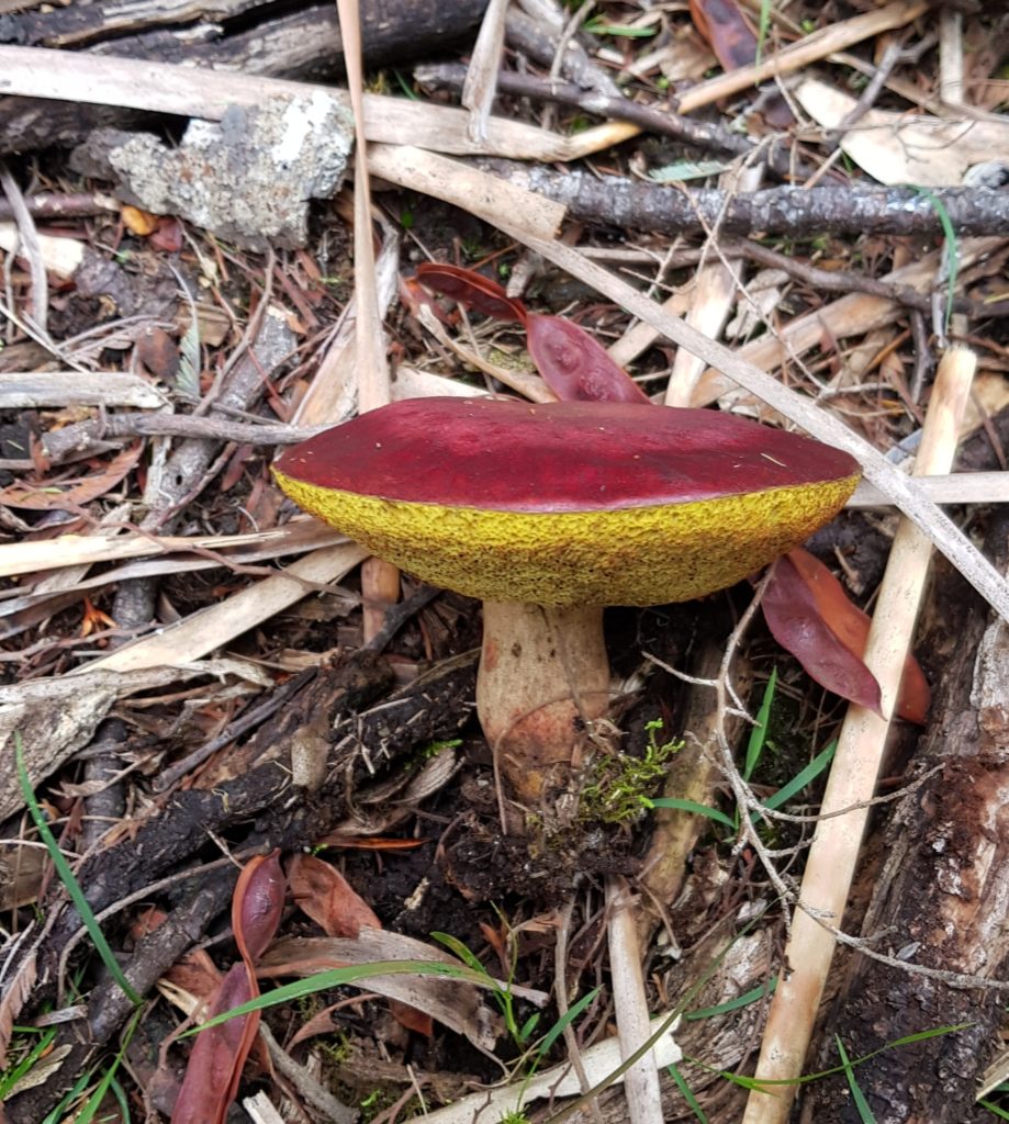 Boletellus obscurecoccineus
