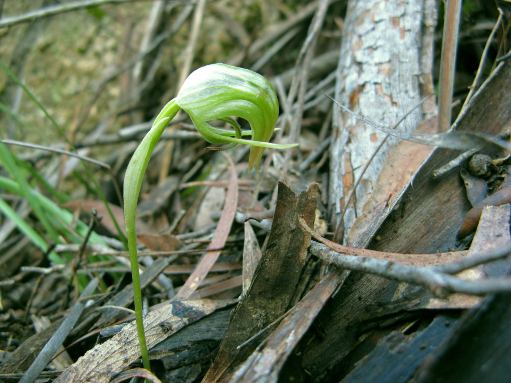 Nodding greenhood (Pterostylis nutans) (CB)