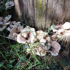 Omphalotus nidiformis