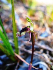 Short-clubbed wasp orchid (Chiloglottis reflexa)
