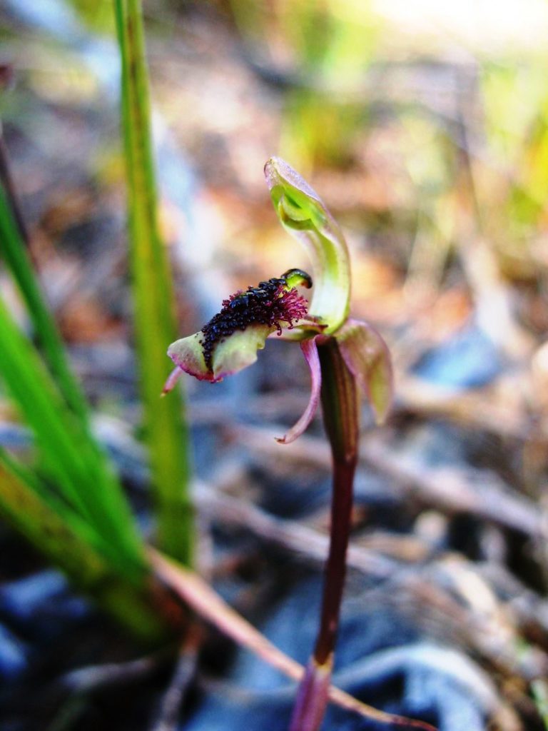 Short-clubbed wasp orchid (Chiloglottis reflexa)
