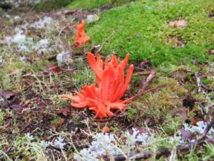 Clavulinopsis sulcata