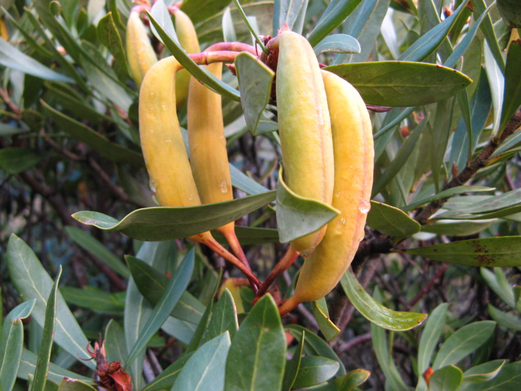 Tasmanian waratah (Telopea truncata) seed pods
