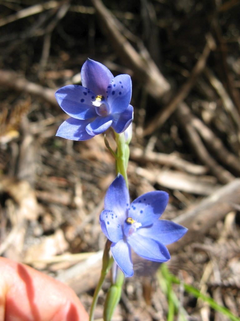 Sun orchid (Thelymitra juncifolia)