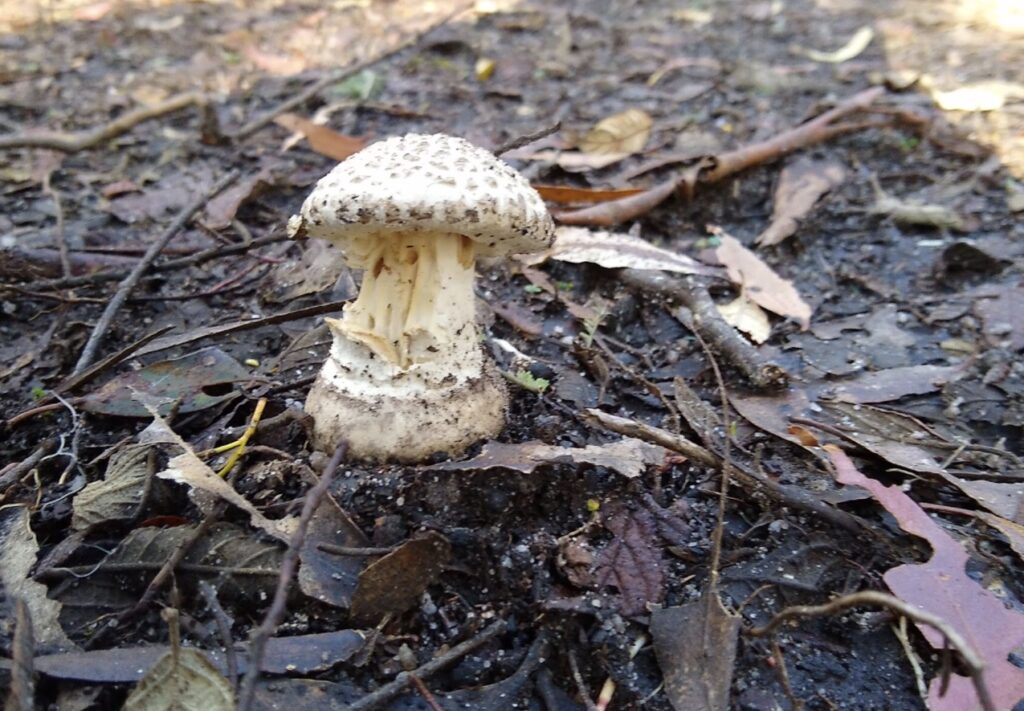 Amanita spikey