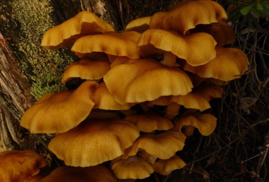 Armillaria luteobubalina