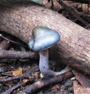 Cortinarius metallicus