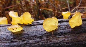 Dacrymyces stillatus