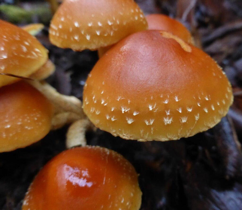 Hypholoma australe