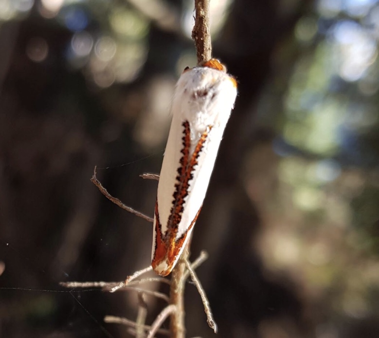 Looper moth. Thalaina selenaea.