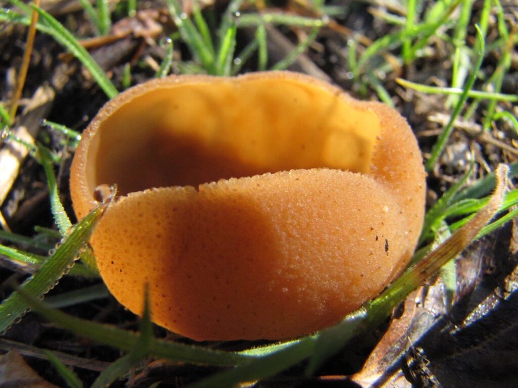 Aleuria rhenana