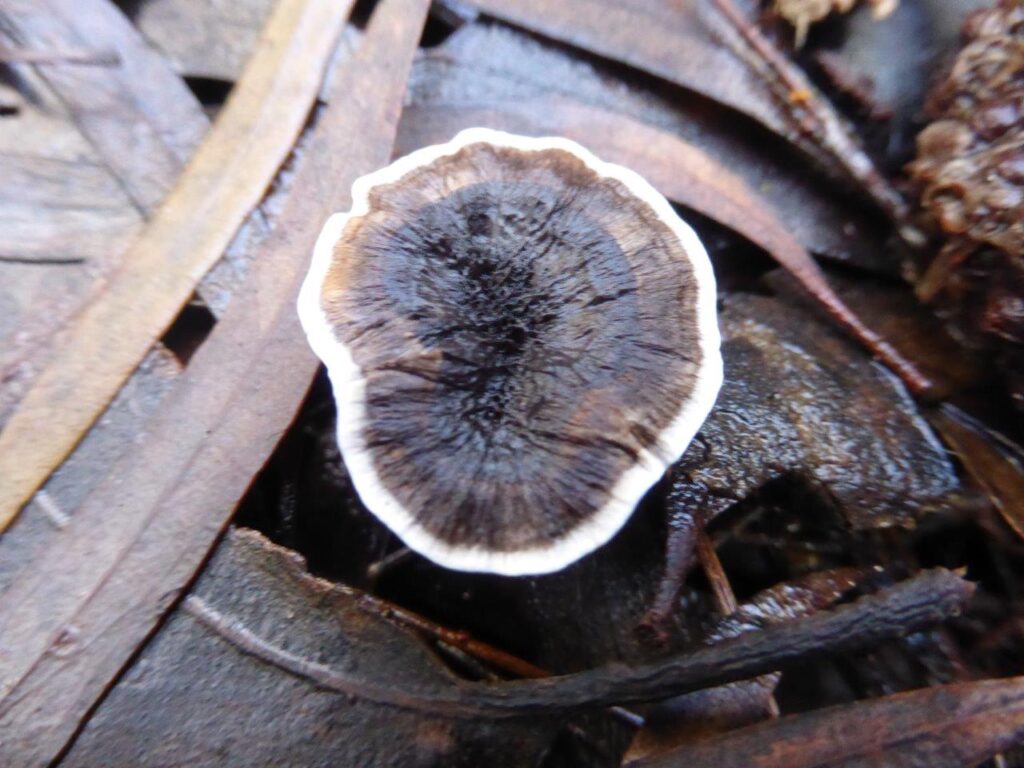 Phelodon niger
