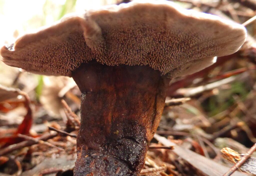 Phelodon niger