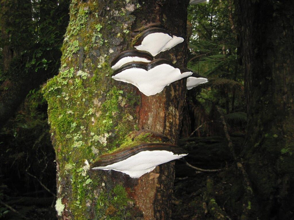 Postia pelliculosa