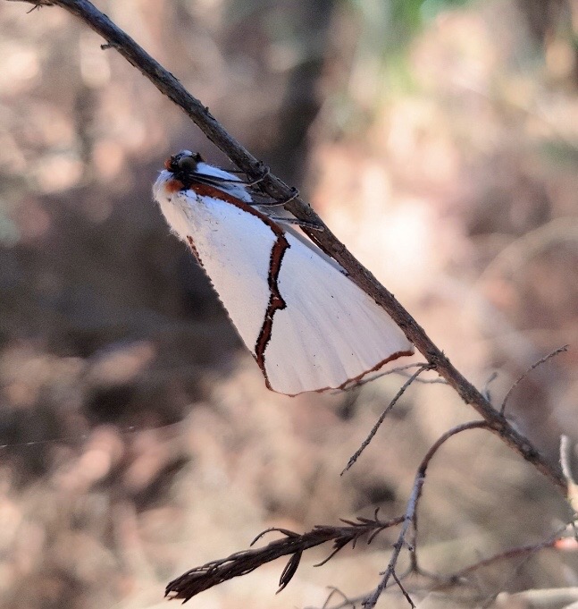Looper moth. Thalaina selenaea.