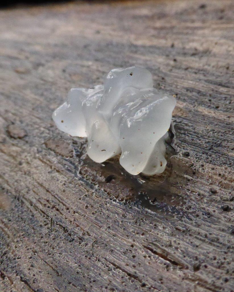 Tremella fuciformis