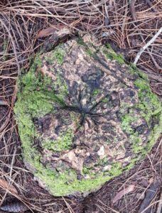 Living stump of Douglas fir