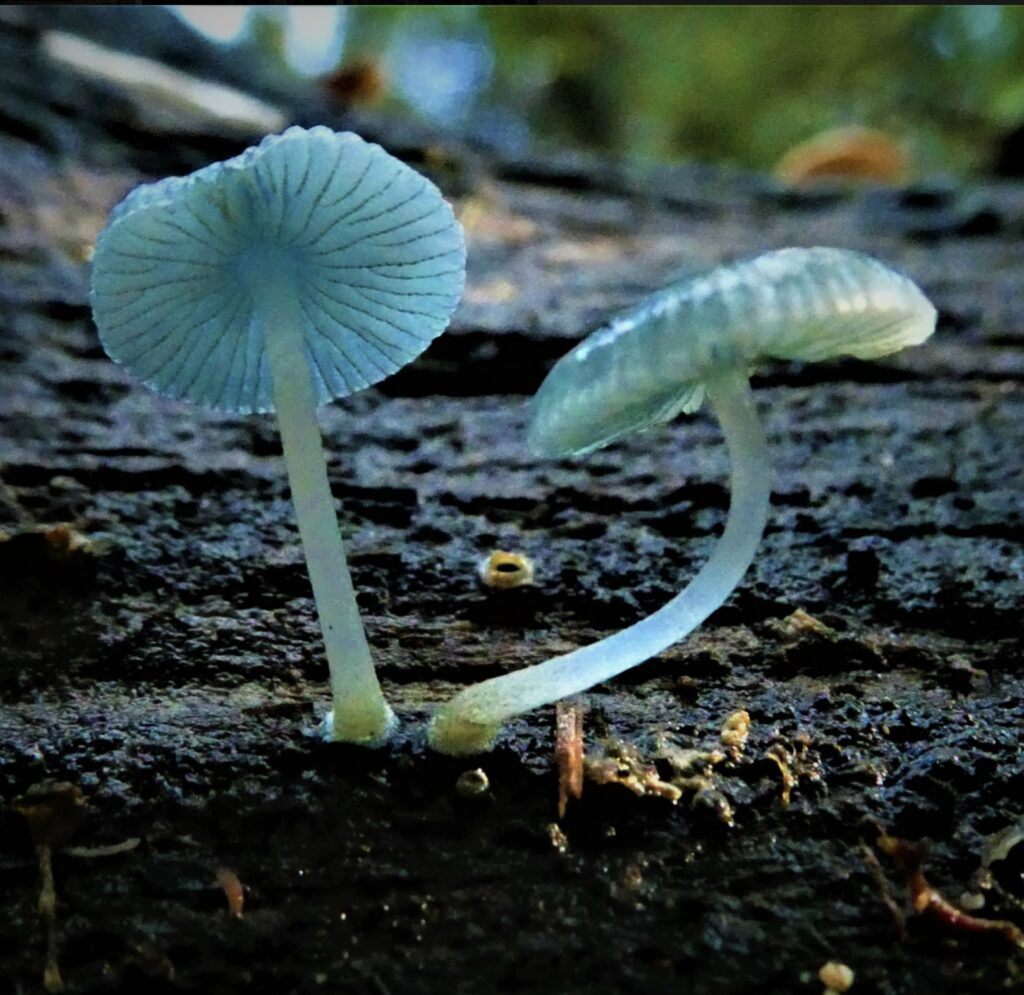 Mycena interrupta (pixie's parasol) (LB)