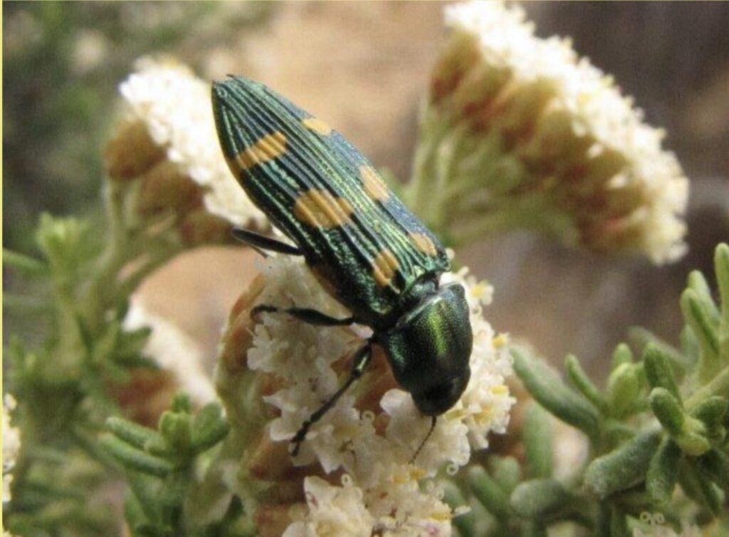 Miena jewel beetle (castiarina insculpta) (LB)
