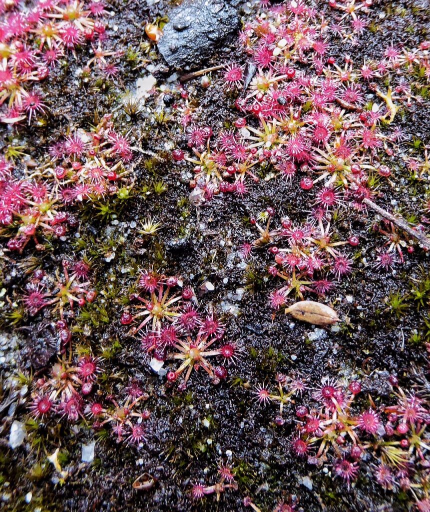 Pygmy sundew (drosera pygmaea) (JW)