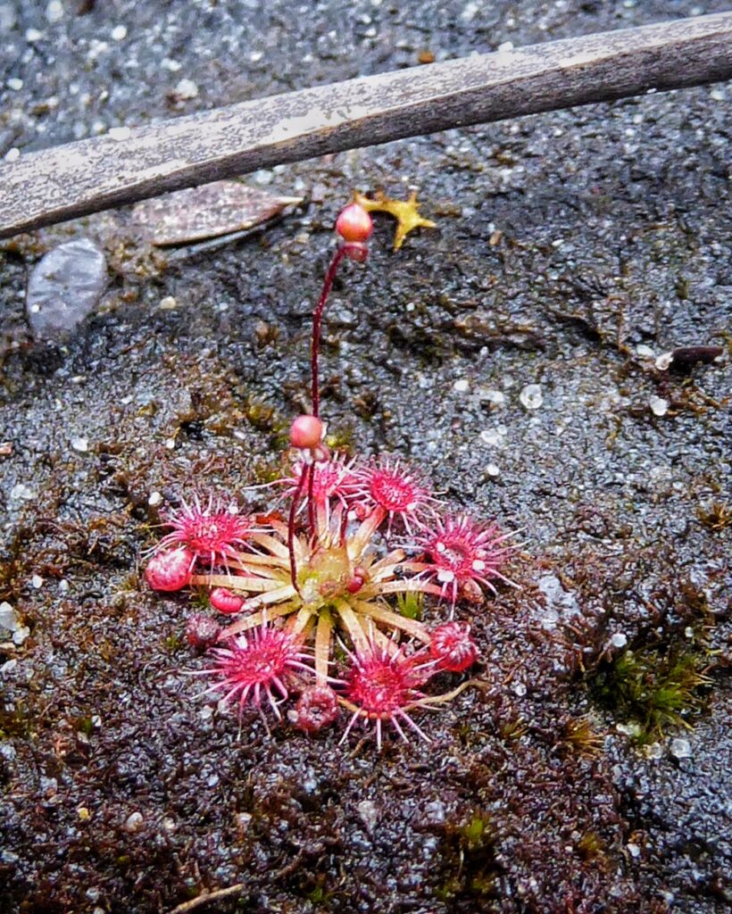 Pygmy sundew (drosera pygmaea) (JW)