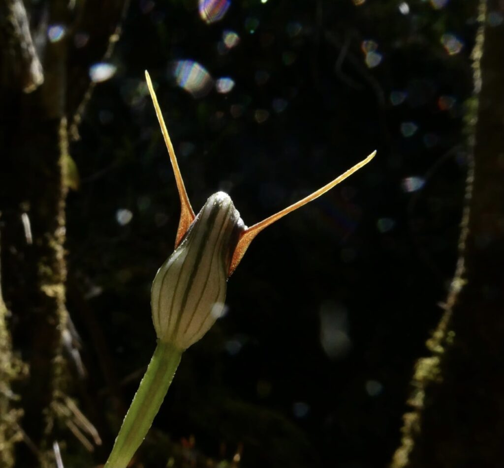 Maroonhood - Pterostylis pedunculata (LB)