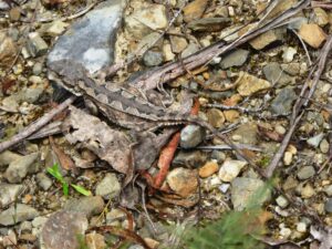 Mountain Dragon (Rankinia diemensis) Upper Scamander