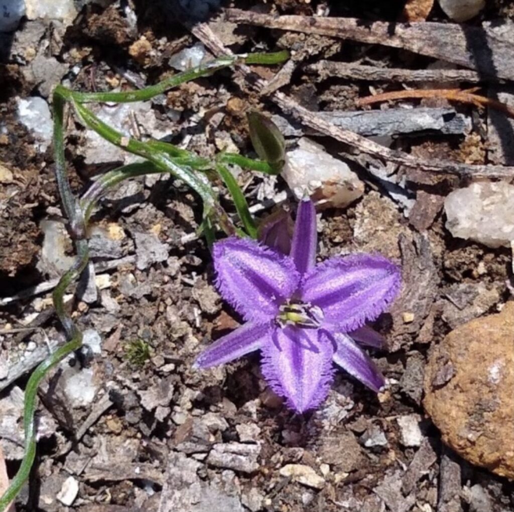 Common fringe lily (thysanotus sp.) Mount Cameron