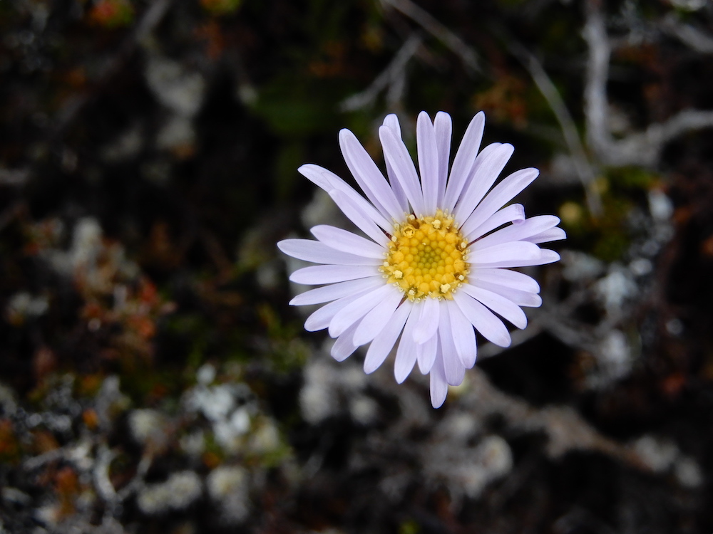 Brachyscome spathulata, Ben Nevis (RC)