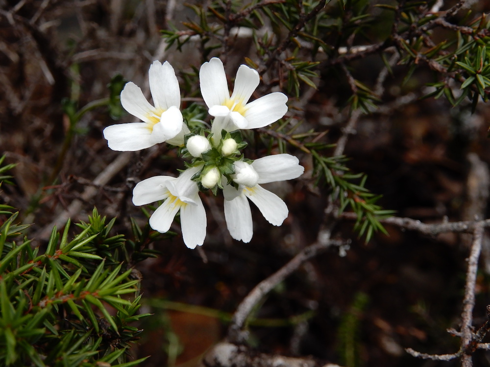 Euphrasia, Ben Nevis (RC)