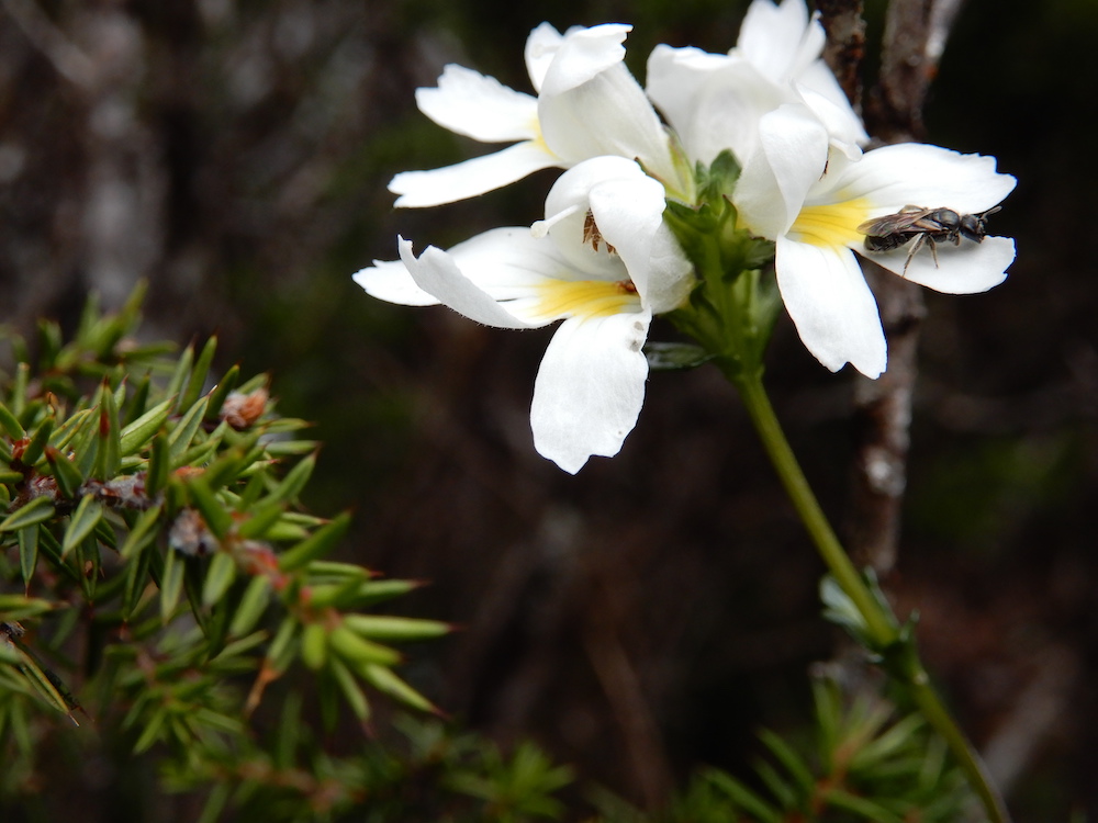Euphrasia with bee, Ben Nevis (RC)