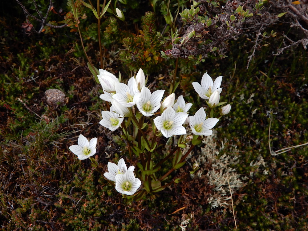 Gentianella diemensis (Mountain gentian), Ben Nevis (RC)