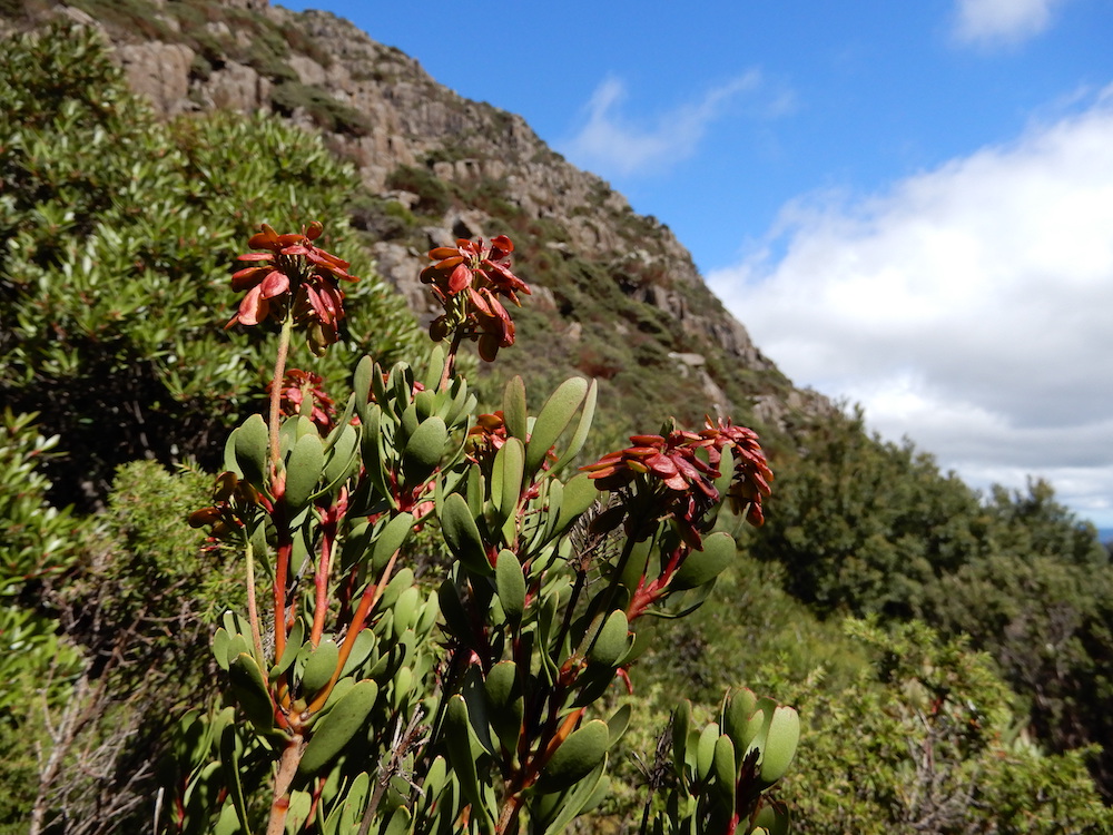 Bellendena montana (Mountain rocket) with seed pods, Ben Nevis (RC)
