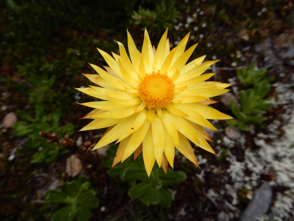 Xerochrysum subundulatum, Ben Nevis (RC)