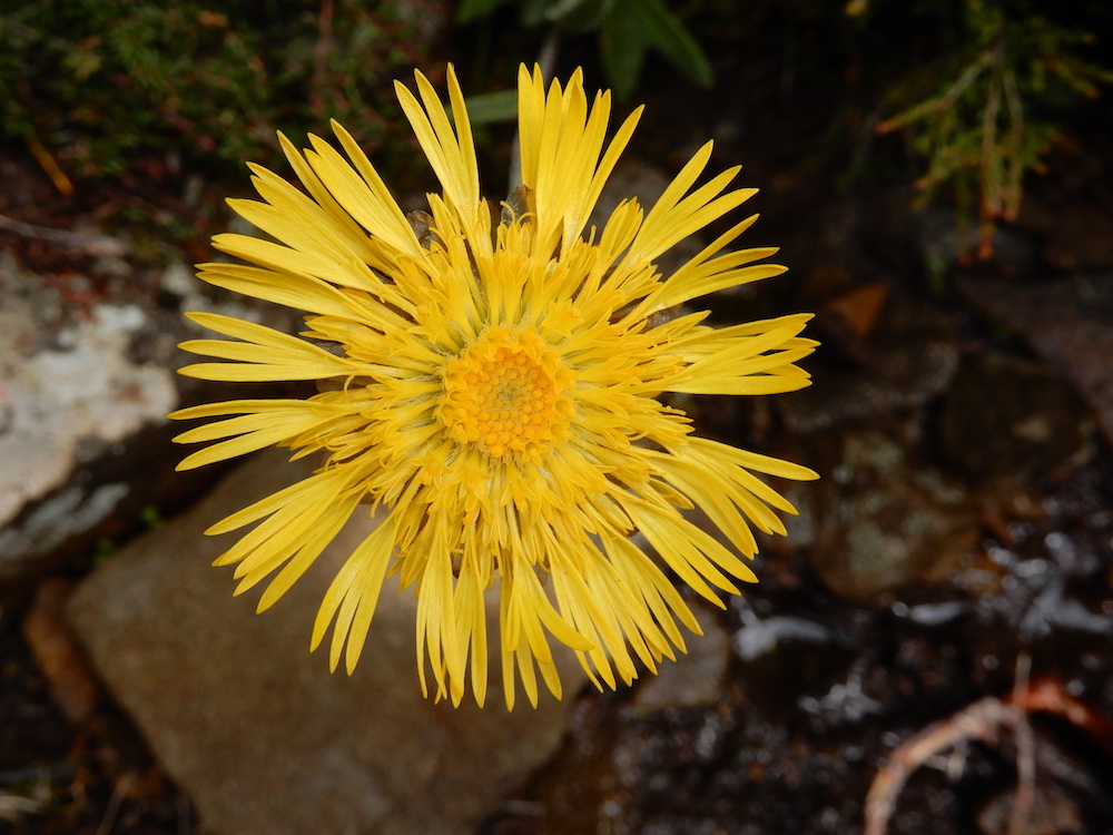 Podolepsis jaceoides, Ben Nevis (RC)
