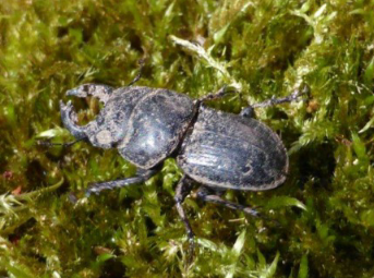 Adult Hoplogonus bornemissza –a lucky find on the day