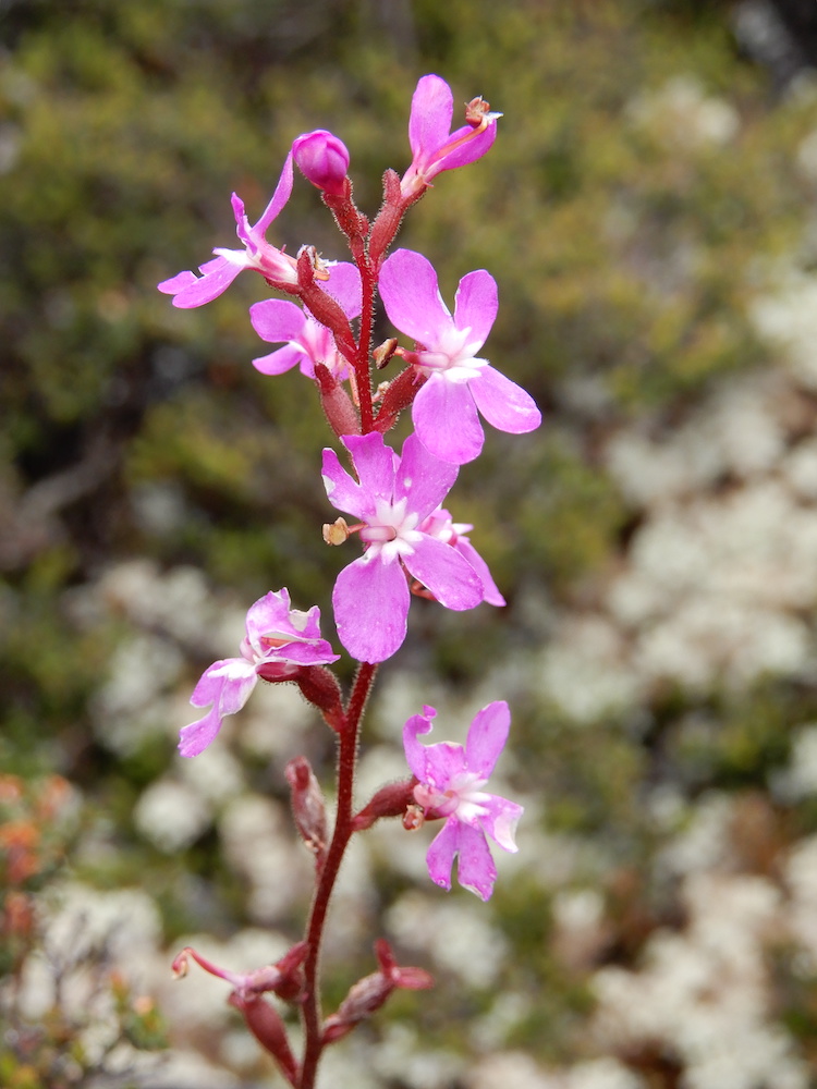 Trigger plant, Ben Nevis (RC)
