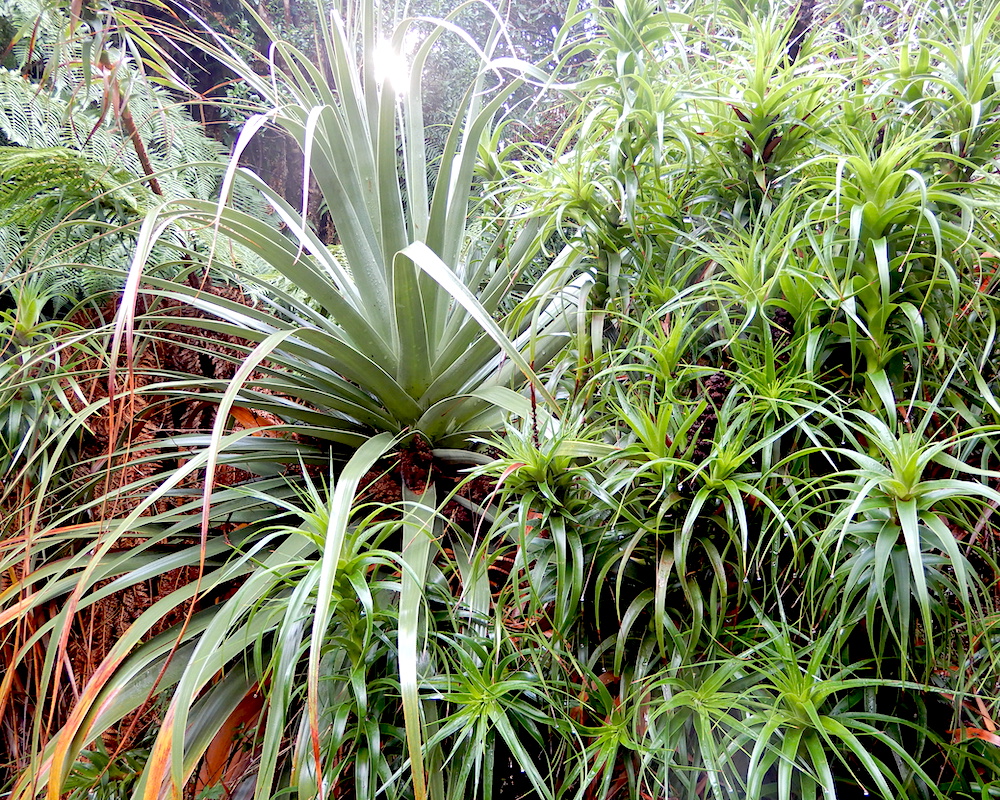Richea pandanifolia and Richea scoparia (RC)