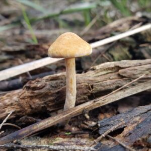 Gymnopilus eucalyptorum (PR)