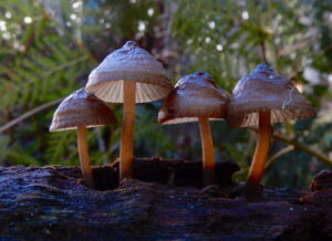 Entoloma aromaticum? seen at East Diddleum (RC)