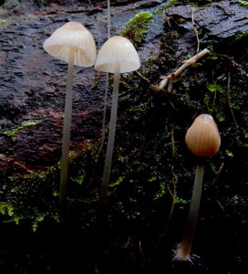Mycena austrofilopes? seen at East Diddleum (RC)