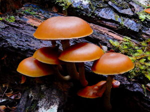 Galerina patagonica. Seen at East Diddleum (RC)
